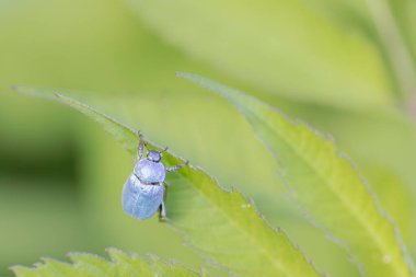 Maymun böcek Hoplia, Fransa 'da Loire nehrinde yaprağın üzerinde oturuyor.