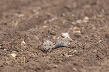 Gri Patridge Perdix perdix çıplak bir tarlada yakın görüşte
