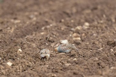 Gri Patridge Perdix perdix çıplak bir tarlada yakın görüşte