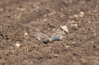 Gri Patridge Perdix perdix çıplak bir tarlada yakın görüşte