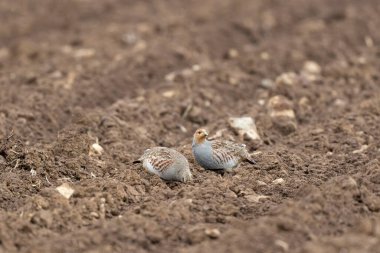 Gri Patridge Perdix perdix çıplak bir tarlada yakın görüşte