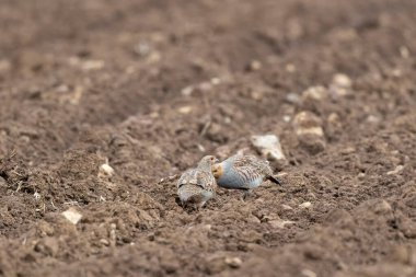 Gri Patridge Perdix perdix çıplak bir tarlada yakın görüşte