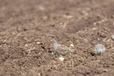 Gri Patridge Perdix perdix çıplak bir tarlada yakın görüşte