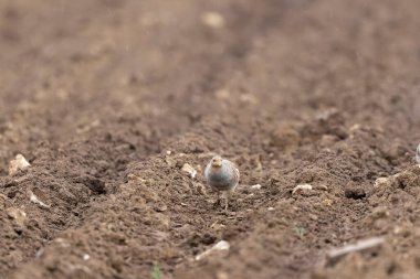 Gri Patridge Perdix perdix çıplak bir tarlada yakın görüşte