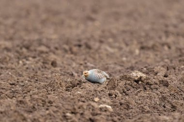 Gri Patridge Perdix perdix çıplak bir tarlada yakın görüşte