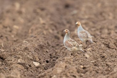 Gri Patridge Perdix perdix çıplak bir tarlada yakın görüşte