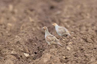 Gri Patridge Perdix perdix çıplak bir tarlada yakın görüşte
