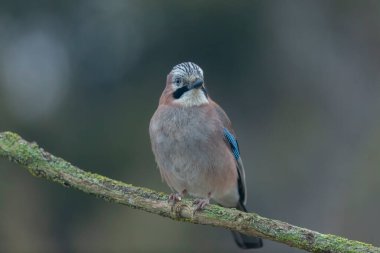 Avrupalı Jay Garrulus glandarius bir dala oturmuş
