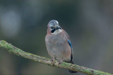 Avrupalı Jay Garrulus glandarius bir dala oturmuş