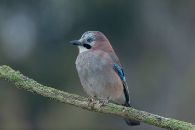 Avrupalı Jay Garrulus glandarius bir dala oturmuş