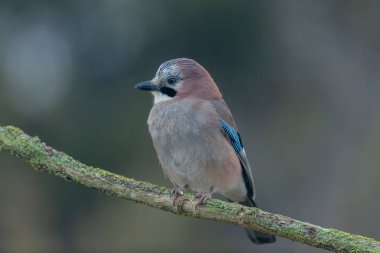 Avrupalı Jay Garrulus glandarius bir dala oturmuş