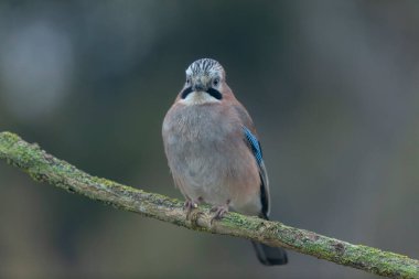 Avrupalı Jay Garrulus glandarius bir dala oturmuş
