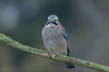 Avrupalı Jay Garrulus glandarius bir dala oturmuş