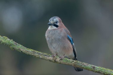 Avrupalı Jay Garrulus glandarius bir dala oturmuş