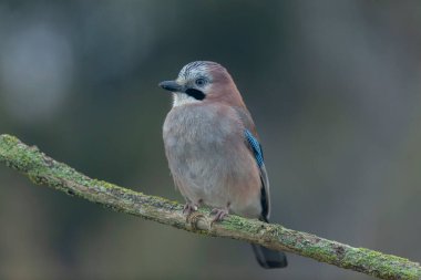 Avrupalı Jay Garrulus glandarius bir dala oturmuş