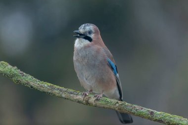 Avrupalı Jay Garrulus glandarius bir dala oturmuş