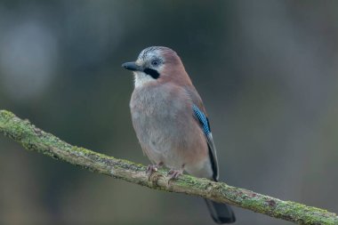 Avrupalı Jay Garrulus glandarius bir dala oturmuş