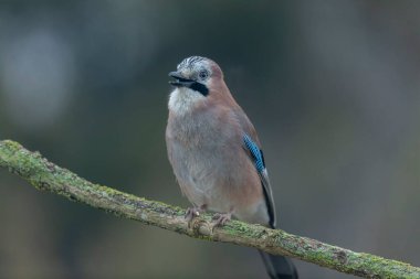 Avrupalı Jay Garrulus glandarius bir dala oturmuş