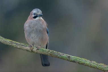 Avrupalı Jay Garrulus glandarius bir dala oturmuş