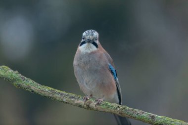 Avrupalı Jay Garrulus glandarius bir dala oturmuş
