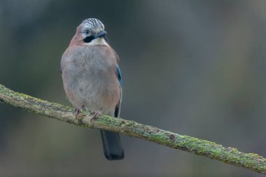 Avrupalı Jay Garrulus glandarius bir dala oturmuş