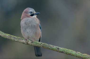 Avrupalı Jay Garrulus glandarius bir dala oturmuş