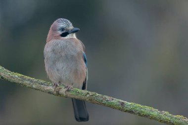 Avrupalı Jay Garrulus glandarius bir dala oturmuş