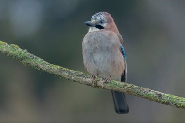 Avrupalı Jay Garrulus glandarius bir dala oturmuş