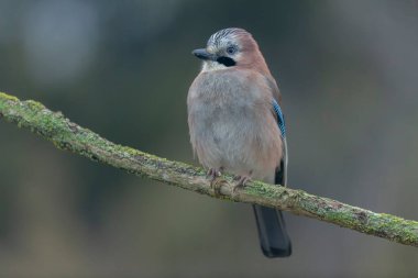 Avrupalı Jay Garrulus glandarius bir dala oturmuş