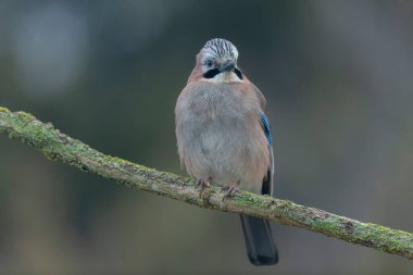 Avrupalı Jay Garrulus glandarius bir dala oturmuş
