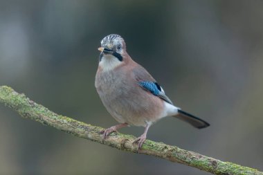 Avrupalı Jay Garrulus glandarius bir dala oturmuş