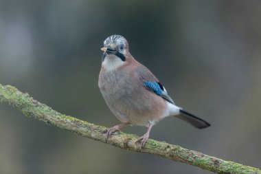 Avrupalı Jay Garrulus glandarius bir dala oturmuş