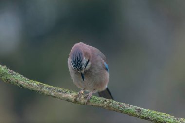 Avrupalı Jay Garrulus glandarius bir dala oturmuş