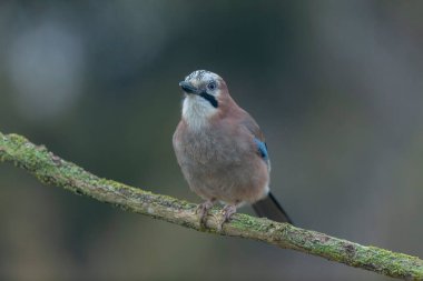 Avrupalı Jay Garrulus glandarius bir dala oturmuş