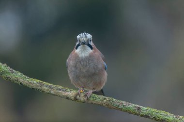 Avrupalı Jay Garrulus glandarius bir dala oturmuş