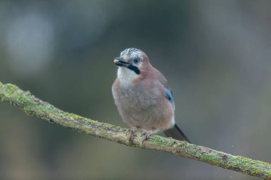 Avrupalı Jay Garrulus glandarius bir dala oturmuş