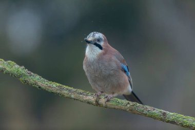 Avrupalı Jay Garrulus glandarius bir dala oturmuş