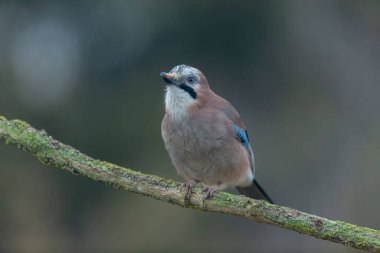 Avrupalı Jay Garrulus glandarius bir dala oturmuş