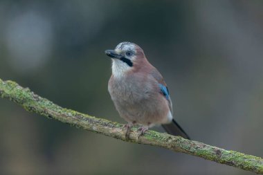 Avrupalı Jay Garrulus glandarius bir dala oturmuş