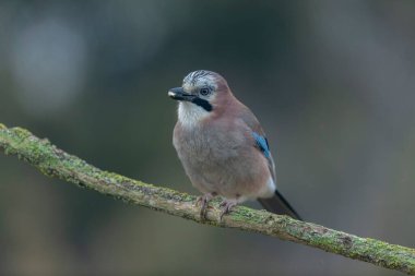 Avrupalı Jay Garrulus glandarius bir dala oturmuş