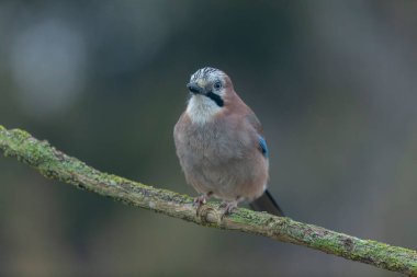 Avrupalı Jay Garrulus glandarius bir dala oturmuş
