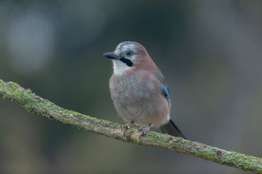 Avrupalı Jay Garrulus glandarius bir dala oturmuş