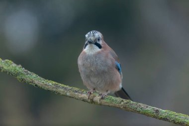 Avrupalı Jay Garrulus glandarius bir dala oturmuş