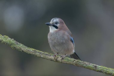 Avrupalı Jay Garrulus glandarius bir dala oturmuş