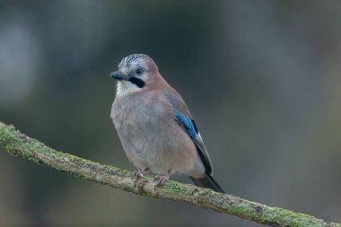 Avrupalı Jay Garrulus glandarius bir dala oturmuş