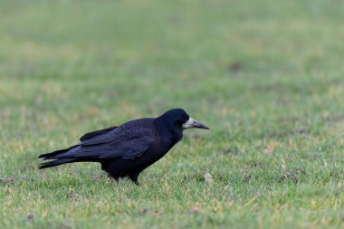 Kışın bir çayırda Corvus Frugilegus Kalesi