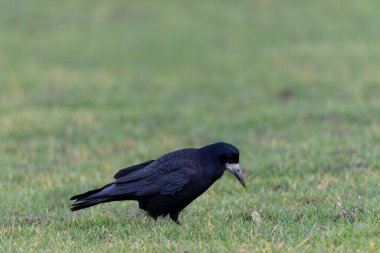 Kışın bir çayırda Corvus Frugilegus Kalesi