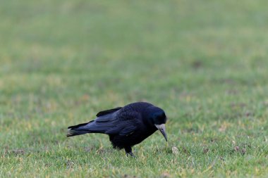 Kışın bir çayırda Corvus Frugilegus Kalesi
