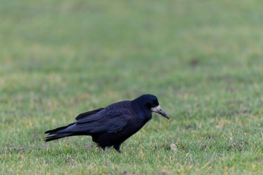 Kışın bir çayırda Corvus Frugilegus Kalesi