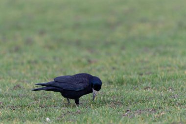 Kışın bir çayırda Corvus Frugilegus Kalesi